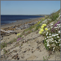 цветы на берегу