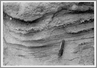 Рис. 38. Валькатленские пески с моллюсками.