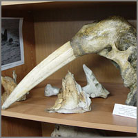 череп моржа