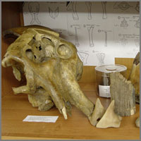 череп мамонта